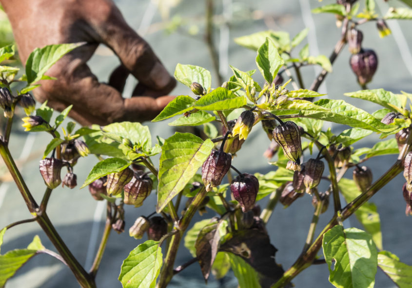 Une main s'occupant de bourgeons sur un arbuste d'une ferme.