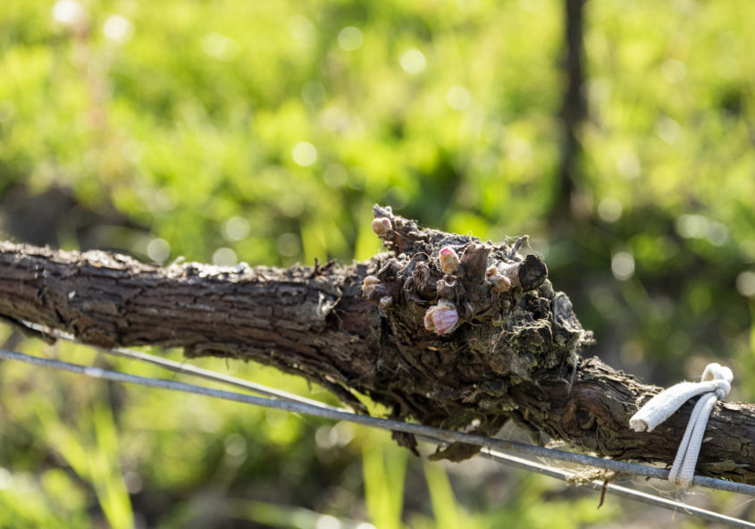 Zoom sur des vignes en bourgeon.